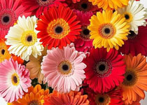 gerberas dia de la madre guatemala