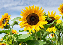 girasoles dia de la madre guatemala