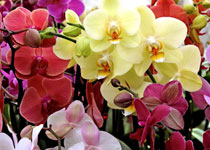 orquideas dia de la madre guatemala